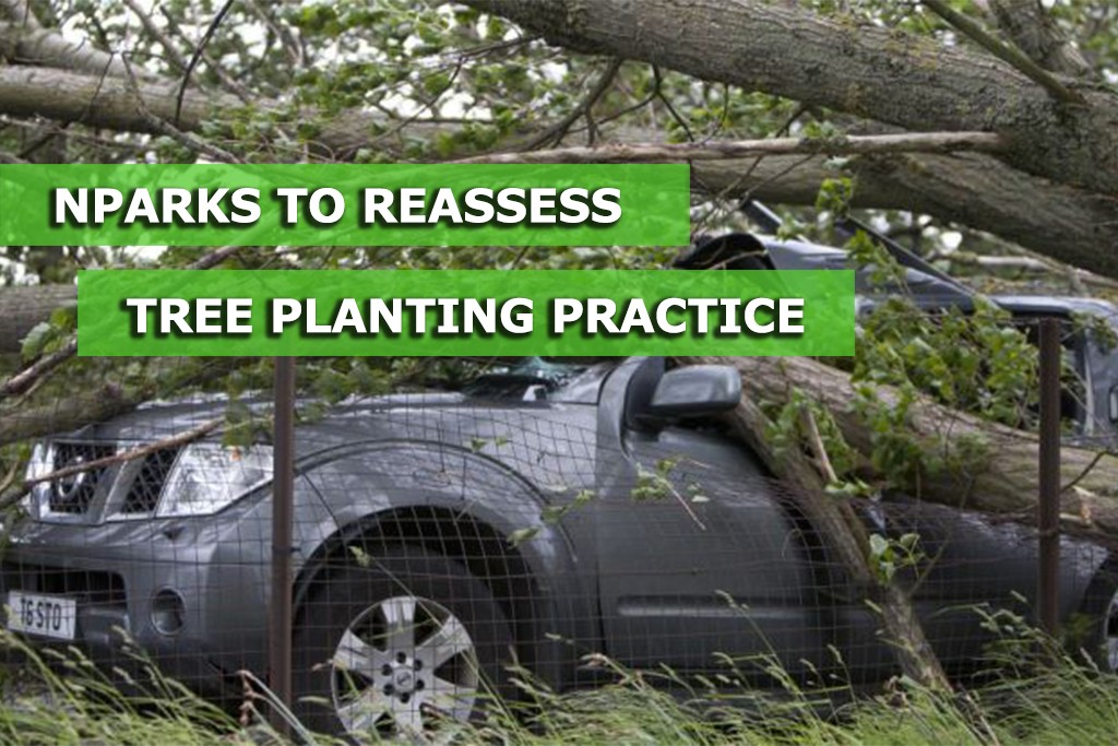 NParks to reassess tree planting practice after freak accident - Sgcarmart