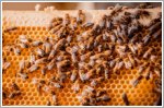 Porsche Leipzig establishes another 25 bee colonies