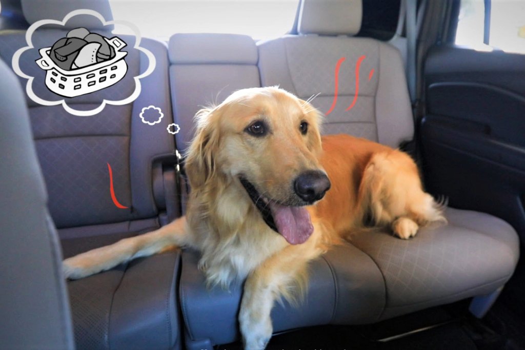 Honda showcases its pet-friendly features as part of U.S.A national dog week