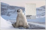 MINI celebrates International Polar Bear Week with new Nanuq White colour