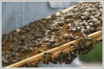 'Bentley Bees' colony to get seven more hives